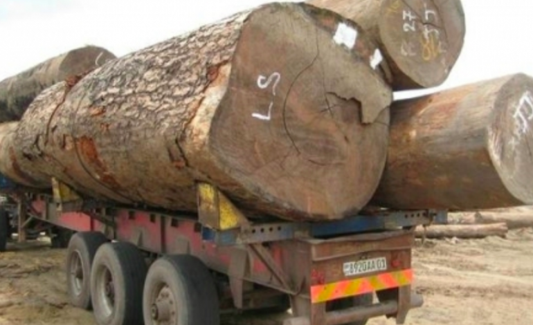 Trafic de bois de rose vers la Chine : le Sénégal est « en train de perdre la bataille »