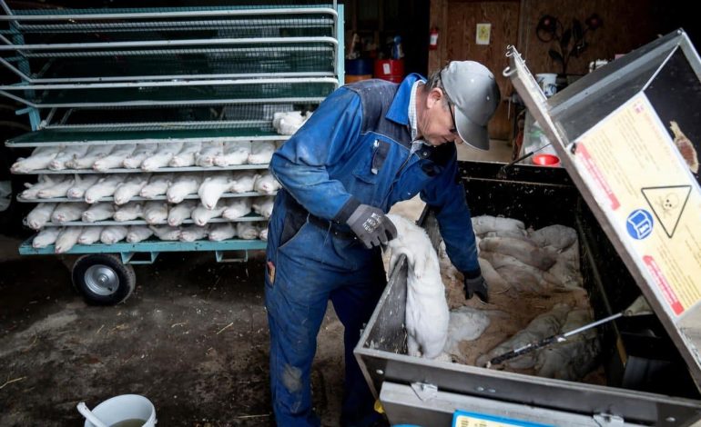 Des cas de grippe aviaire signalés à Thiès, 58.000 oiseaux tués