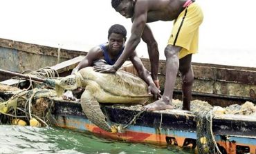 Ces menaces qui pèsent sur la survie des tortues marines au Sénégal
