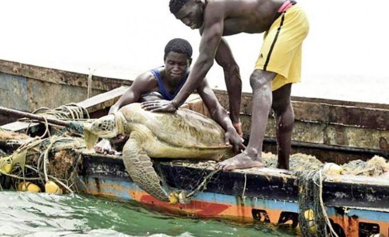 Ces menaces qui pèsent sur la survie des tortues marines au Sénégal