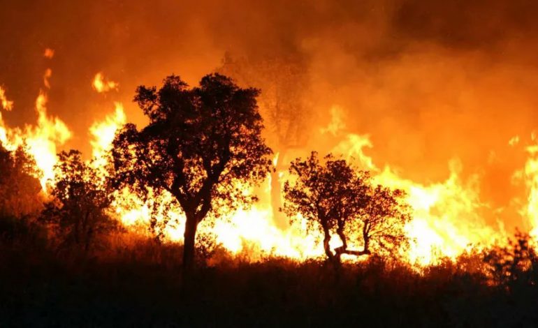 Cinq morts dans des incendies au nord de l’Algérie, notamment en Kabylie