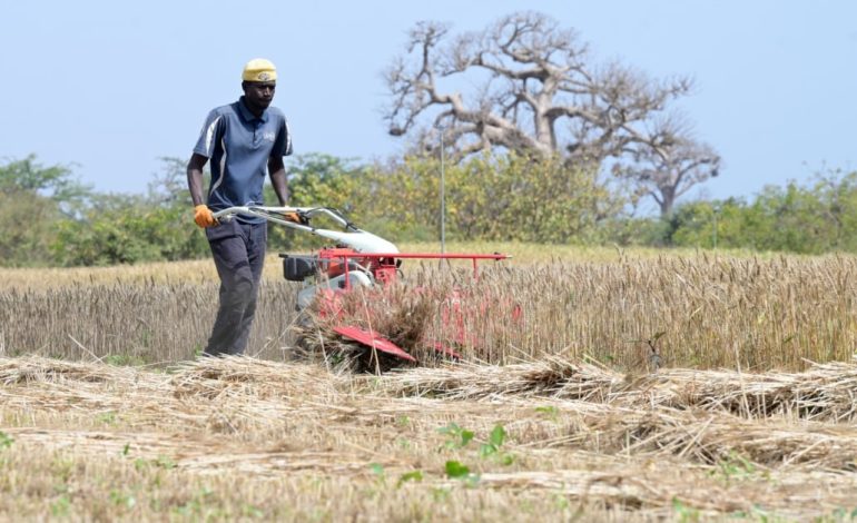 Des tests de culture de blé donnent des résultats prometteurs dans les départements de Rufisque et Keur Massar