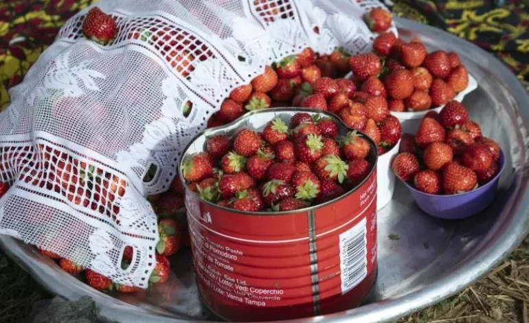 La fraise, « or rouge » inattendu des producteurs au Burkina Faso