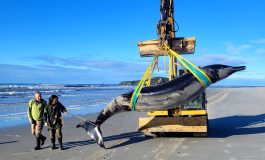La carcasse d'une baleine à bec de Travers échoue sur une plage de Nouvelle-Zélande