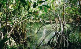 Un projet reboise plus de 3000 hectares de mangrove dans le Saloum et en Casamance