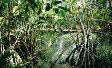Un projet reboise plus de 3000 hectares de mangrove dans le Saloum et en Casamance