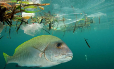 Les microplastiques pénètrent profondément dans l'organisme des poissons selon une étude des chercheurs de l'Université de Toronto